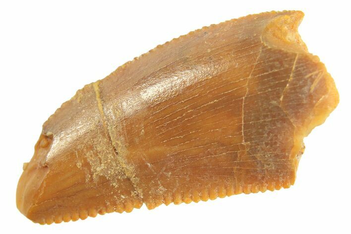 Bargain Raptor Tooth - Real Dinosaur Tooth #297752